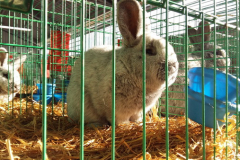 obrazky_093004